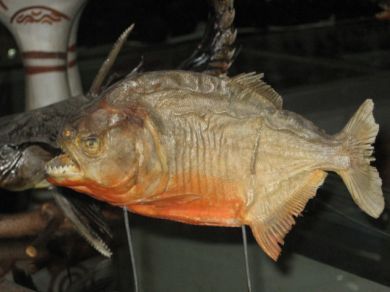 Original prepared piranha from the Amazon in Peru