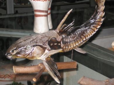 Original prepared Turushuqui fish from the Amazon in Peru